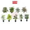 75676e27e656703e77b0faa6b3d278fe.jpeg 0275-0460 85-115CM Monstera Deliciosa/Watermelon Tree