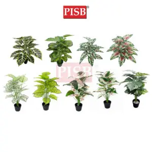 75676e27e656703e77b0faa6b3d278fe.jpeg 0275-0460 85-115CM Monstera Deliciosa/Watermelon Tree