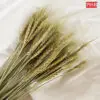 2105 Natural Dried Pampas (+/- 50 Pcs)