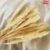 2105 Natural Dried Pampas (+/- 50 Pcs)