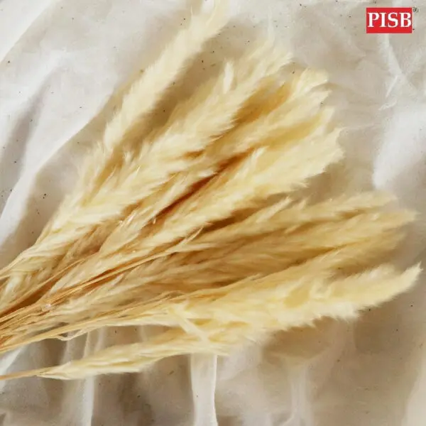 2105 Natural Dried Pampas (+/- 50 Pcs)