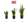 8c990260811b039b1435e3166b214188.jpeg S2023/24/25 40/60/80CM Sansevieria Tree Snake Plant