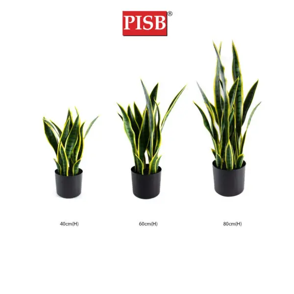8c990260811b039b1435e3166b214188.jpeg S2023/24/25 40/60/80CM Sansevieria Tree Snake Plant
