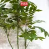 94a35c7802cf7ec0ea2011e790ddaad0-1.jpeg 0549/50/51/52 Camellia Artificial Plants 120/150CM
