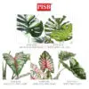 9637e784912fecad15273a39facd3014-1.jpeg 2100-16 100-160CM Variegated White Monstera Deliciosa / Taro Tree