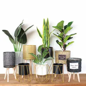 Print *READY STOK* Premium Skybird Tree Banana Tree Red Skybird Variegated Maranta Plant Pokok Hiasan Viral Artificial Plant