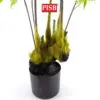 a8163f1065589a784df206fb11c54740-1.jpeg S2058/59/60 Fern Tree 120/140/160CM 54/75/96 Leaves