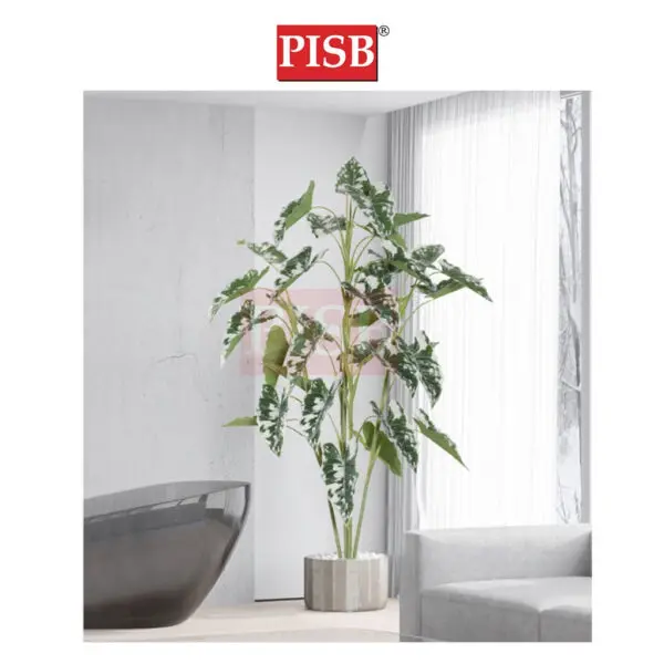 ae570a1b1b7938a9213a3284a67e1b7e-1.jpeg 2100-16 100-160CM Variegated White Monstera Deliciosa / Taro Tree