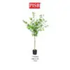 T190344/45/46/47/48 Artificial Enkianthus Perulatus 120/130/140/150/155CM