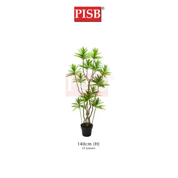 S2076/77/78 Dracaena Sanderiana Tree 140/160/180CM 12/17/19 Leaves