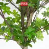 T190344/45/46/47/48 Artificial Enkianthus Perulatus 120/130/140/150/155CM