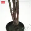 dd9c9a64644f5d5e0462cfb337f23d80-1.jpeg 3058/59 Cornus Plants Artificial Tree Pokok Cornus 115/145CM