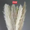 e212a021889f083fd93864e2c869f550-1.jpeg 2172 130CM Natural Dried Pampas Grass (5pcs/Pkt)