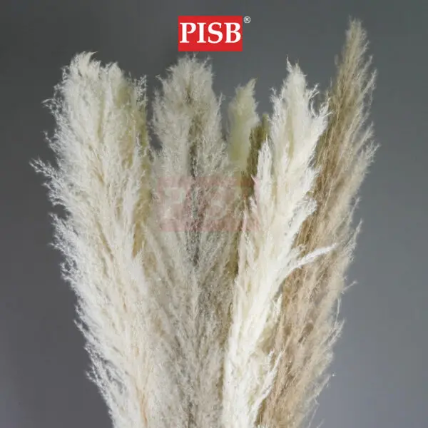 e212a021889f083fd93864e2c869f550-1.jpeg 2172 130CM Natural Dried Pampas Grass (5pcs/Pkt)