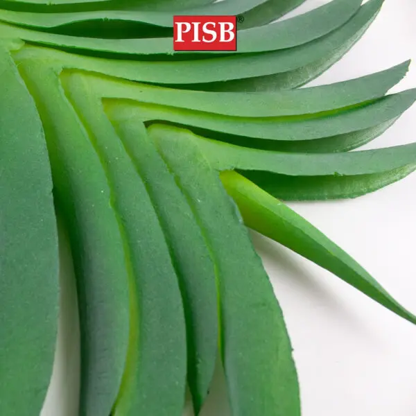 Q010383/84 Vanda Orchid Leaf