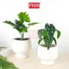 f7d37606351e4ba6bc982b47190686f5-1.jpeg 3048-57 Mini Plant/Artificial Plant/Mini Bonsai/Artificial Tree/Pokok Hiasan Viral/Pokok Monstera/Home Decor Plant