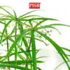 ff201ebff1e4a236011bc684ffe056ef.jpeg S2043/44/45 Windmill Grass Tree 120/160/180CM 24/30/42 Leaves