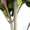 3abcd2fcd83be551f63694aac5b23523-1.jpeg 2132-2134 Assembly Fiddle Fig Tree Artificial Plant 150/180/210CM