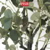 c1394bdba674e6699a59c241aae73789.jpeg S2013/14/15/0432 Eucalyptus Tree Money Plant 120/150/180CM