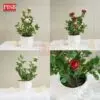 42d83c19876bb276a0e85fcf366fb8d2.jpeg 3062 Rose Plants Artificial Tree Pokok Ros 41CM