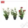 ed2cfb5faa6cdabccfc60582aac2b596.jpeg 3062 Rose Plants Artificial Tree Pokok Ros 41CM