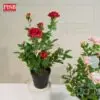 f0b4a9e605d3c30db4415080200c6948.jpeg 3062 Rose Plants Artificial Tree Pokok Ros 41CM