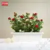 3061/62/67 Rose Plants Artificial Tree Pokok Ros 60/41/90CM