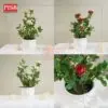 3061/62/67 Rose Plants Artificial Tree Pokok Ros 60/41/90CM